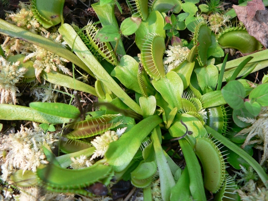 {Dionaea muscipula}